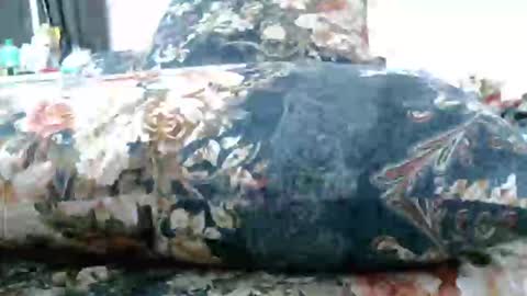 Snapshot of iam_mistress_dominatrix chatting on February 26, 12:49 am iam_mistress_dominatrix online show from February 26, 12:49 am