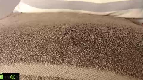 Mikell Williams online show from March 11, 8:53 pm