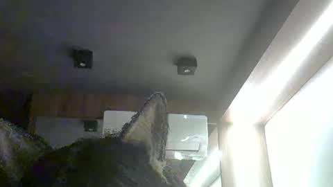 skinnykittencam online show from February 1, 4:00 am