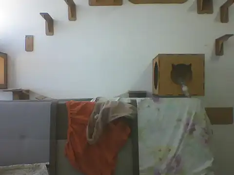 Temp7 online show from June 6, 5:09 pm